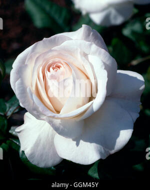 Rosa - `English Miss' (Floribunda)   RFL001994 Stock Photo